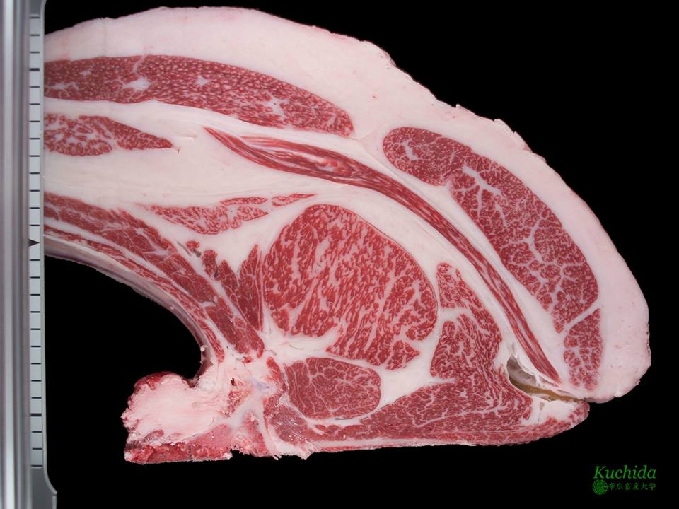 Wagyu Beef / American Kobe info Cloverby Wagyu